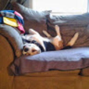 Meet your Posher, Clara